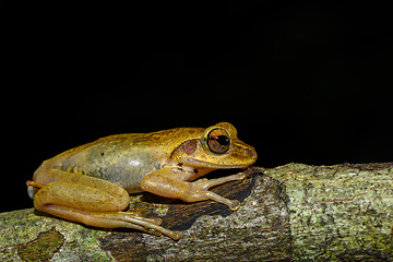 Image showing small frog Boophis Madagascar, wildlife