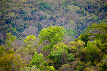 Image showing Rainforest in Ankarafantsika park, Madagascar