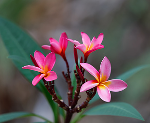 Image showing pink flowers Frangipani, Plumeria Madagascar