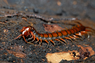 Image showing centipede on mossy tree Madagascar wildlife