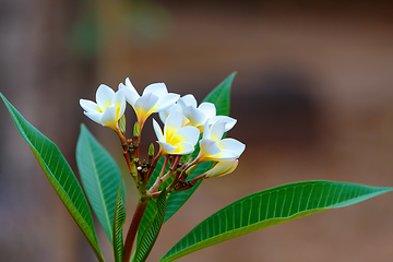 Image showing white flowers Frangipani, Plumeria Madagascar