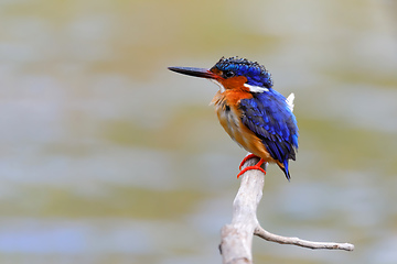 Image showing beautiful bird kingfisher, madagascar