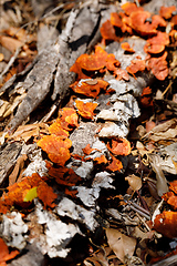 Image showing Mushroom on the trunk, Madagascar rainforest