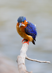 Image showing beautiful bird kingfisher, madagascar