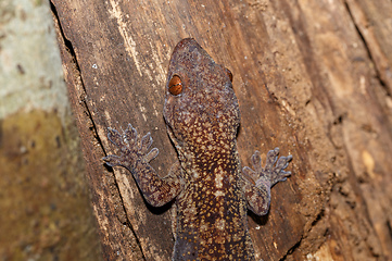 Image showing mossy leaf-tailed gecko, madagascar wildlife