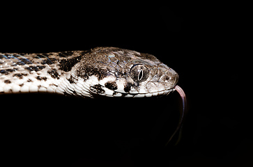 Image showing Malagasy Cat-eyed Snake, madagascar wildlife