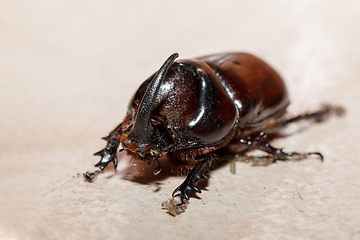 Image showing rhinoceros beetle Madagascar wildlife