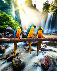 Image showing Blue-and-Yellow Macaw Ara ararauna