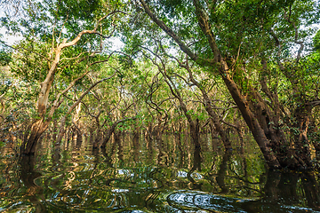 Image showing Flooded trees in mangrove rain forest