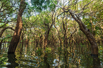 Image showing Flooded trees in mangrove rain forest