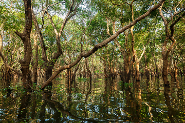 Image showing Flooded trees in mangrove rain forest