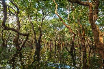 Image showing Flooded trees in mangrove rain forest