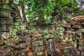 Image showing Ancient ruins and tree roots, Ta Prohm temple, Angkor, Cambodia