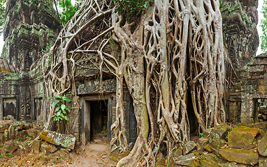 Image showing Ancient stone door and tree roots, Ta Prohm temple, Angkor, Camb