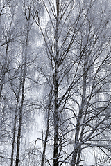 Image showing Photographed winter forest