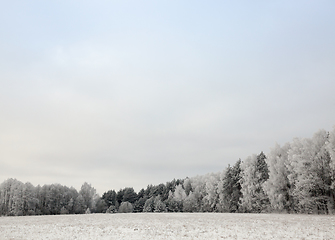 Image showing Trees in the frost