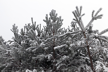 Image showing Forest landscape in winter