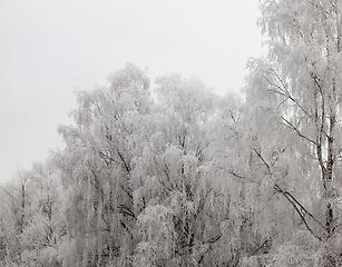 Image showing Photographed winter forest