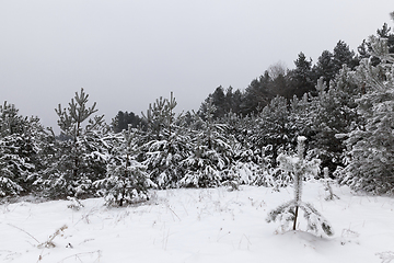 Image showing Forest landscape in winter