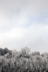 Image showing Trees in the frost