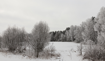 Image showing Photographed winter forest