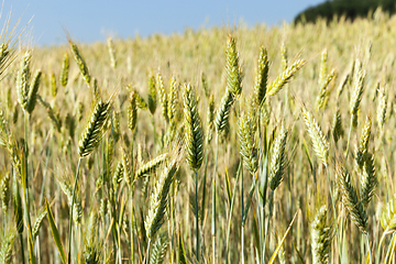 Image showing agricultural field with a crop