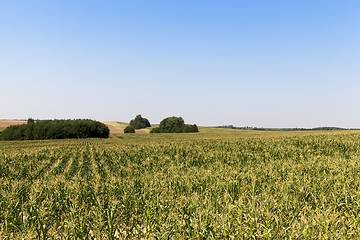 Image showing green field of corn