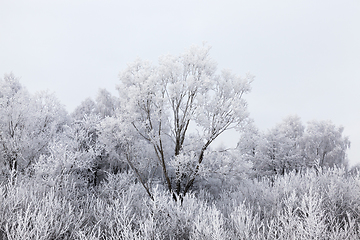 Image showing winter forest