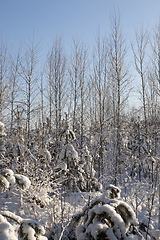 Image showing Trees in winter