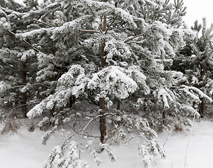 Image showing Winter pine forest