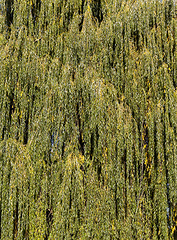 Image showing orange willow