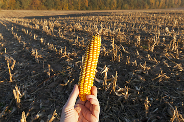 Image showing harvested corn