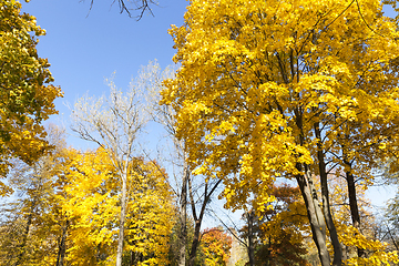 Image showing trees in the autumn season