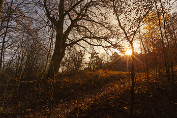 Image showing glowing through the trees in the forest Orange sun, autumn season, sunset or sunrise, landscape