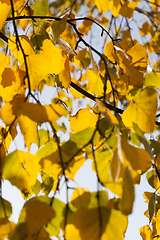 Image showing yellowed leaves of the linden tree