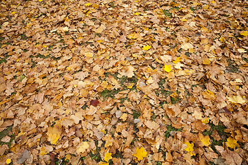 Image showing dull maple leaves falling to the ground