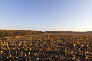 Image showing agricultural field