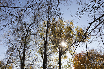 Image showing trees in the autumn season