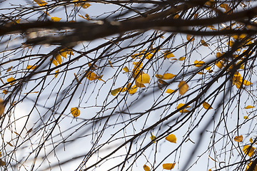 Image showing last autumn birch leaves