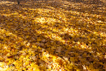 Image showing forest with fallen leaves