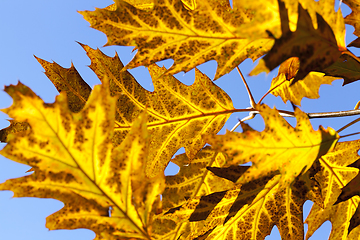 Image showing forest autumn oak