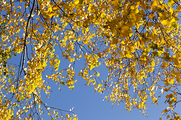 Image showing Branches of birch yellow foliage