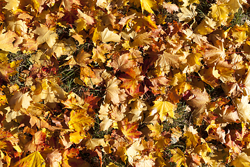 Image showing tree autumn foliage fall