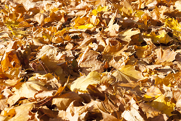 Image showing dull maple leaves falling to the ground