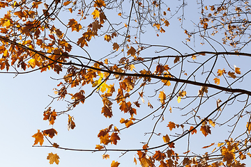 Image showing fallen maple leaf