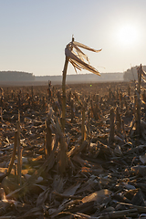 Image showing one long corn stalk