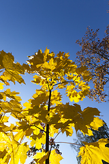 Image showing young maple trees