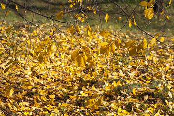 Image showing yellow old foliage