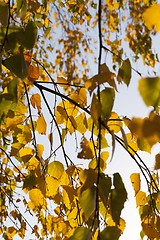 Image showing yellowed leaves of the linden tree