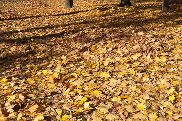 Image showing Sunny weather in the park